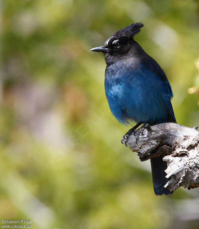 Steller's Jayadult, close-up portrait