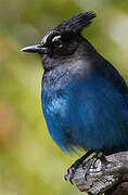 Steller's Jay