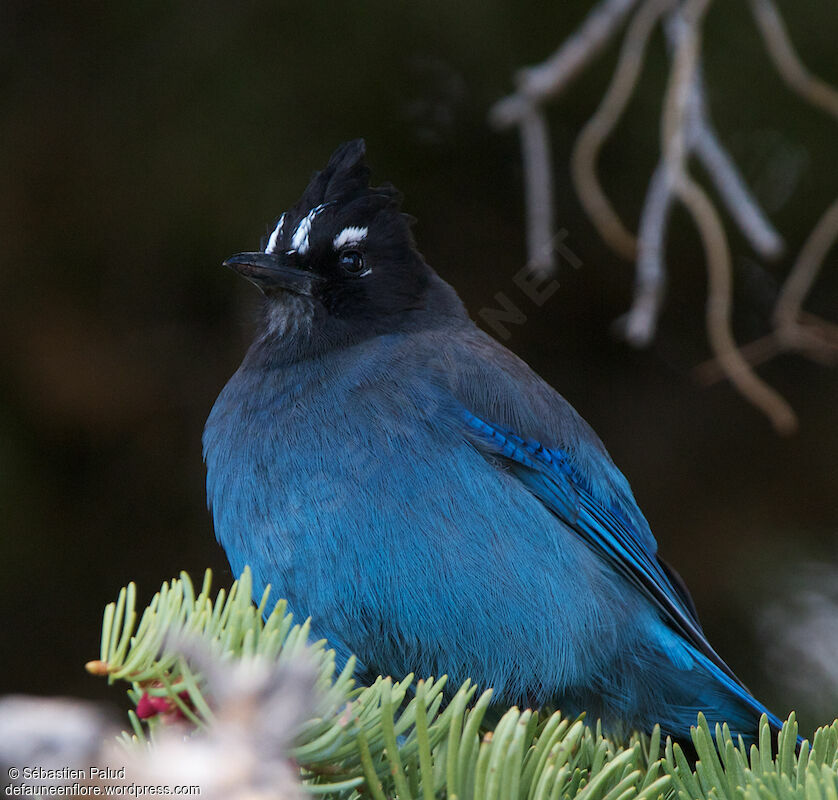 Steller's Jayadult