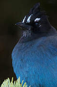 Steller's Jay