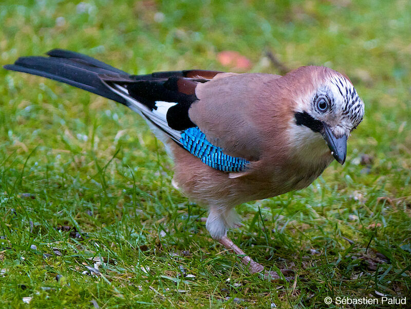 Eurasian Jay