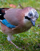 Eurasian Jay