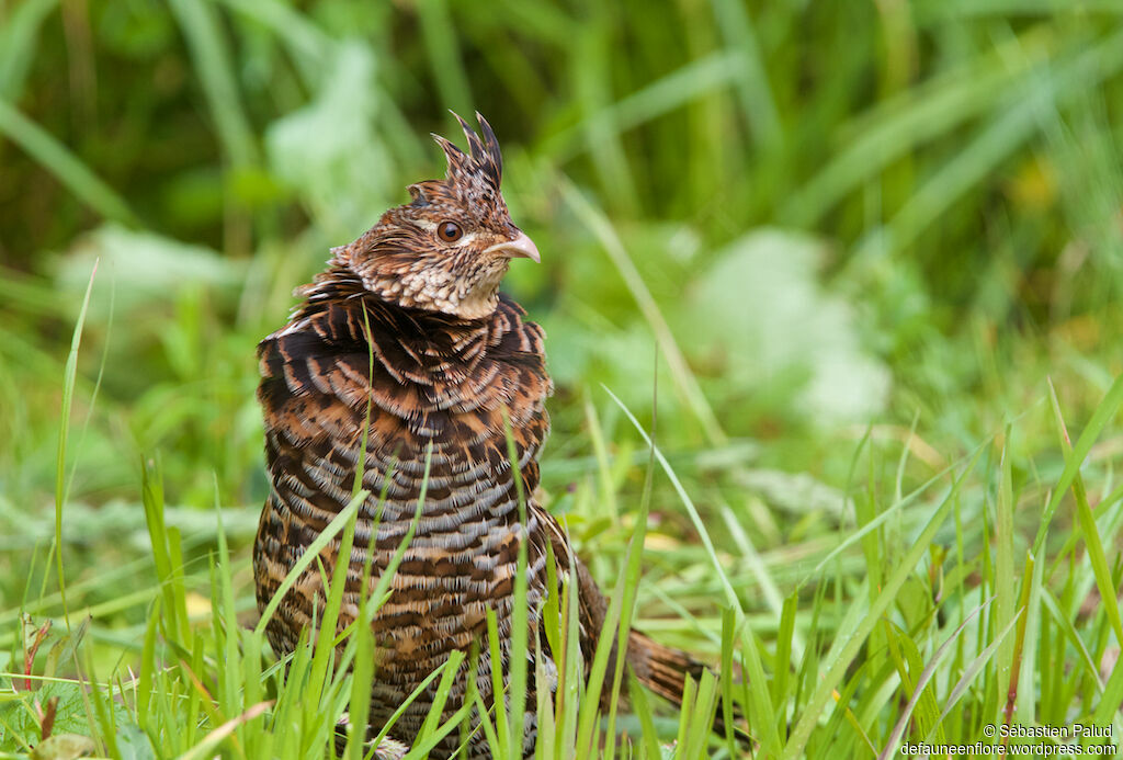 Ruffed Grouseadult, identification