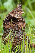 Ruffed Grouse