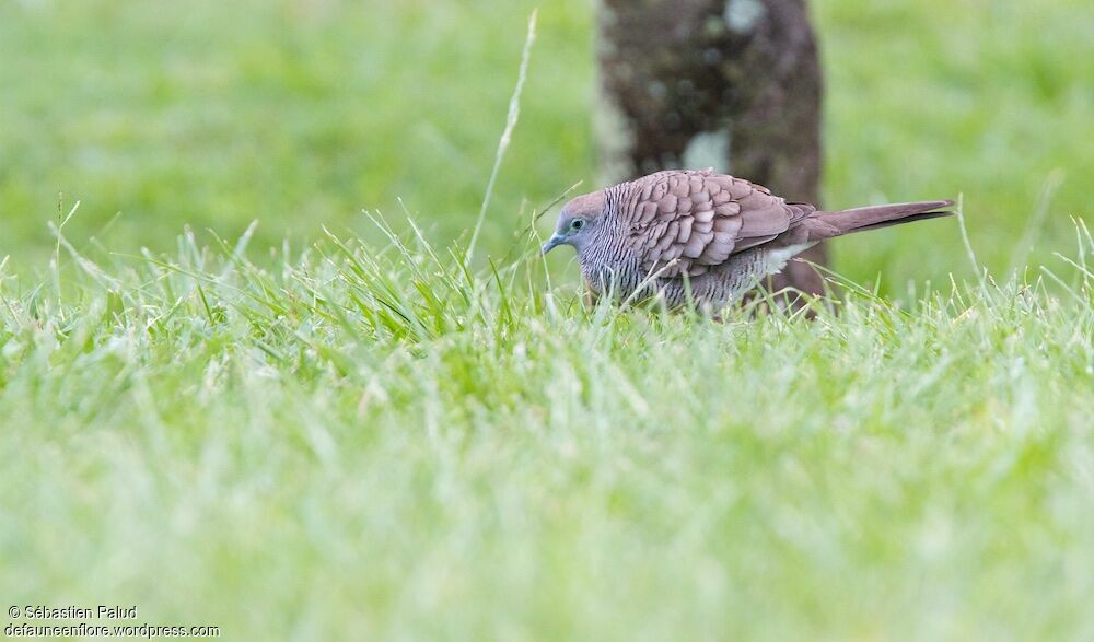 Zebra Dove