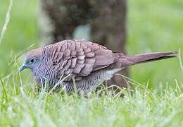 Zebra Dove