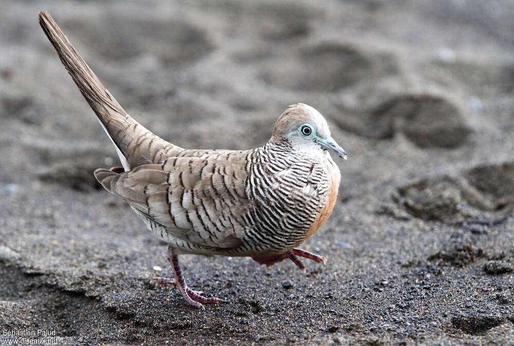 Zebra Doveadult, pigmentation, Behaviour