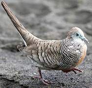 Zebra Dove