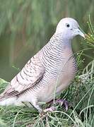 Zebra Dove