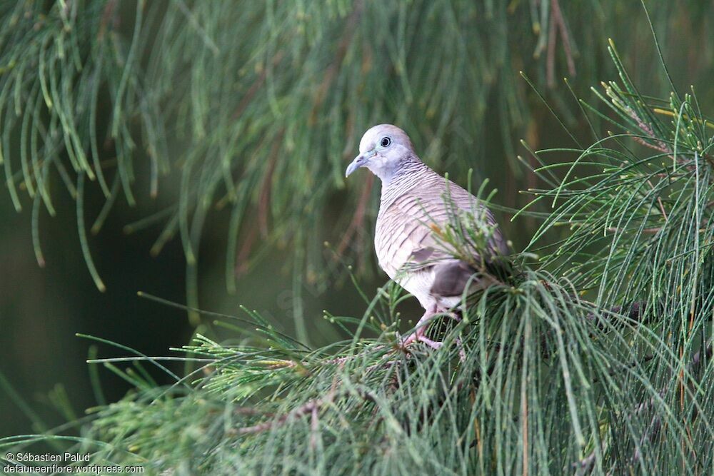 Zebra Dove