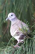 Zebra Dove