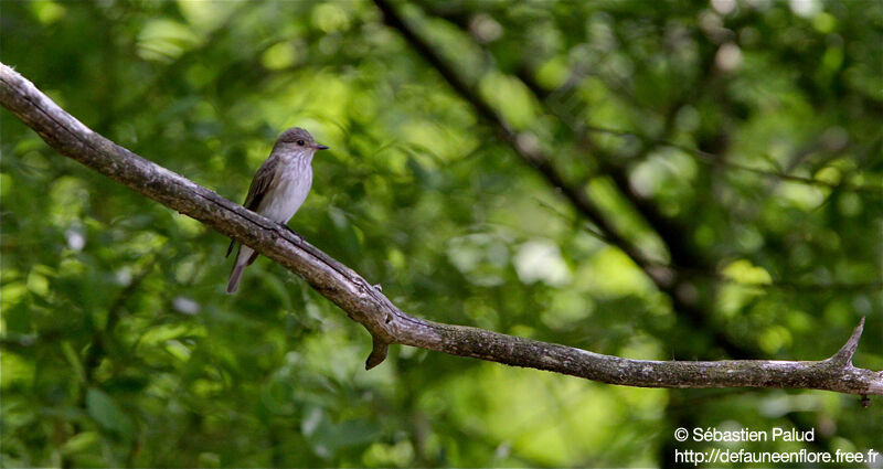 Spotted Flycatcher