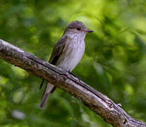 Spotted Flycatcher