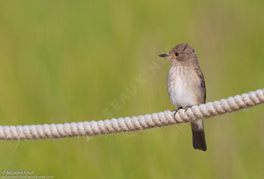 Spotted Flycatcher