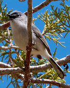 Blue-grey Gnatcatcher