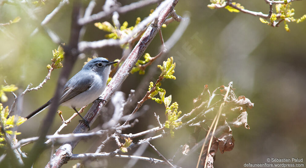 Blue-grey Gnatcatcher male adult breeding