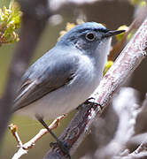 Gobemoucheron gris-bleu