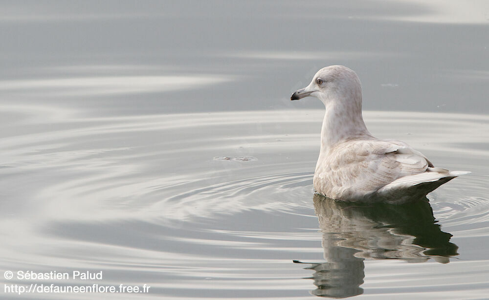 Iceland Gull