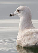 Goéland à ailes blanches