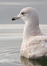 Goéland à ailes blanches