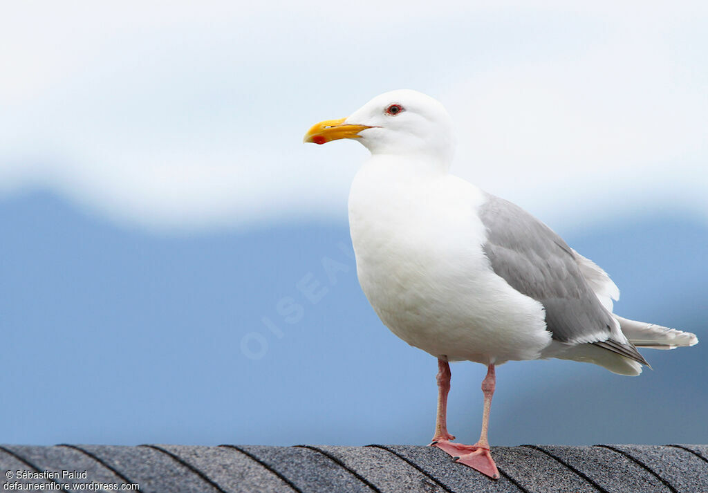 Glaucous-winged Gulladult breeding, identification