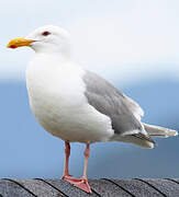 Glaucous-winged Gull