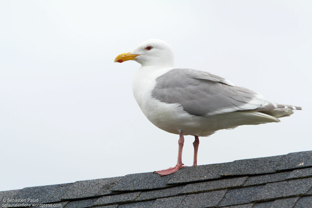 Glaucous-winged Gulladult breeding, identification