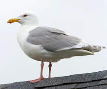 Glaucous-winged Gull