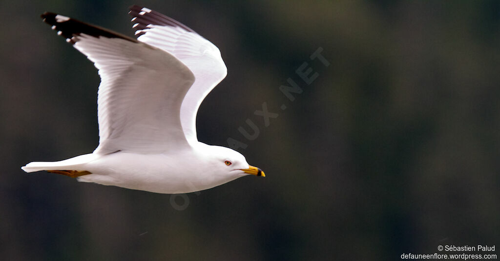 Ring-billed Gulladult breeding, identification