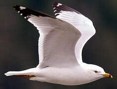 Ring-billed Gull