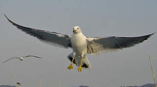 Black-tailed Gull