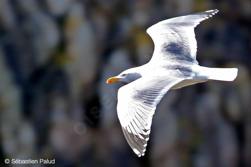 European Herring Gull