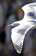 European Herring Gull