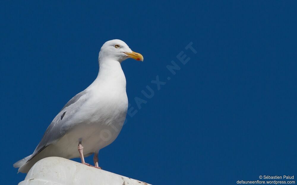 Glaucous Gulladult breeding