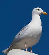 Glaucous Gull