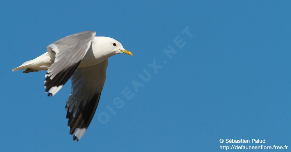 Mew Gull