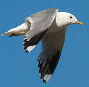 Common Gull