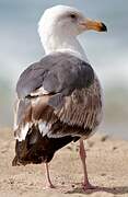 Western Gull