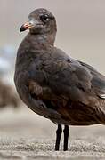 Heermann's Gull