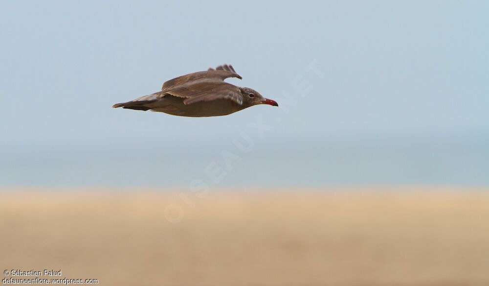 Heermann's Gull