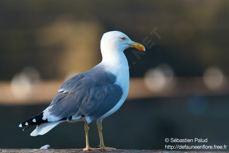 Yellow-legged Gulladult, identification