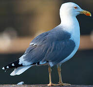 Yellow-legged Gull