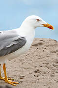 Yellow-legged Gull