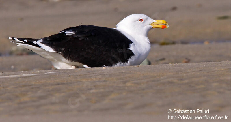 Great Black-backed Gull