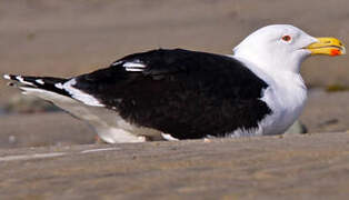 Great Black-backed Gull