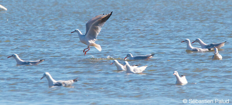 Slender-billed Gull