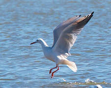 Slender-billed Gull