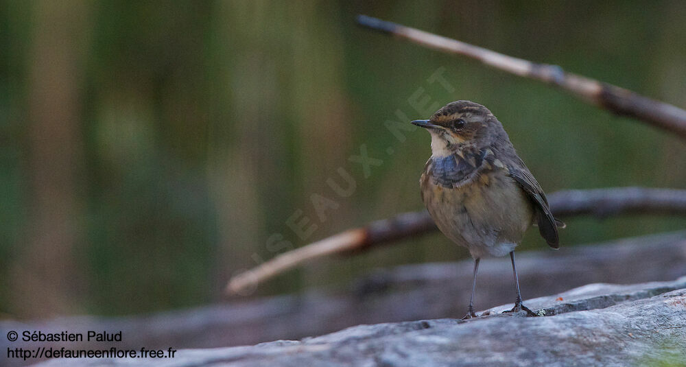 Bluethroat