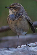 Bluethroat