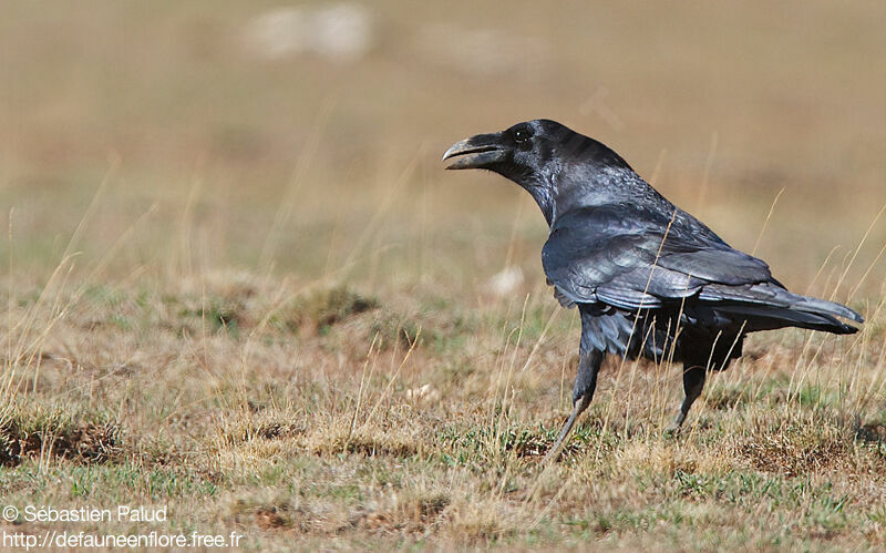 Northern Raven